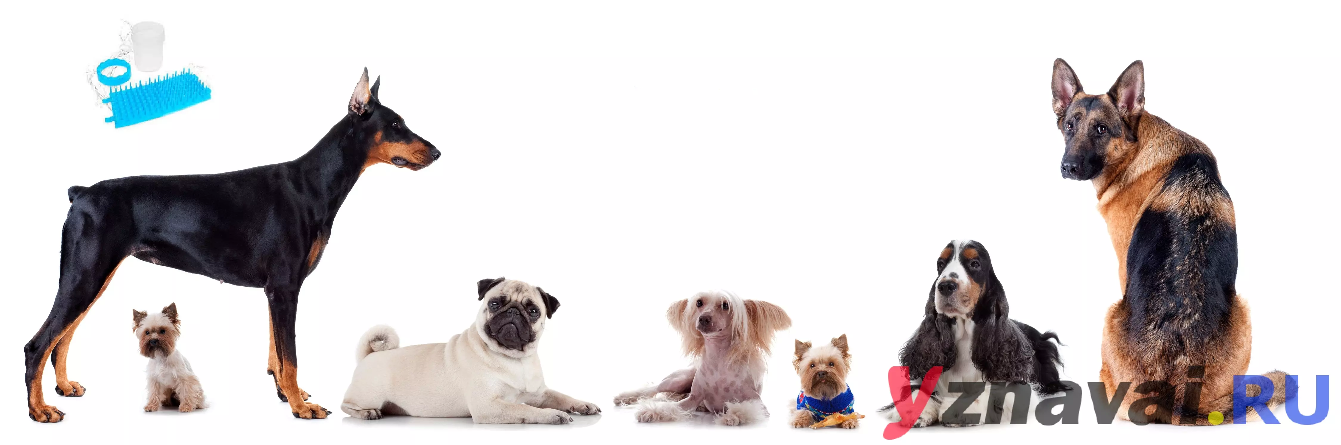 Лапомойка для собак Clean Dog: обзор функционала и отзывы