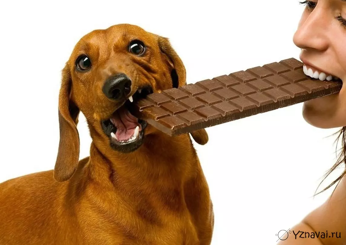 🍫 Какое воздействие оказывает шоколад на организм собаки 🐶