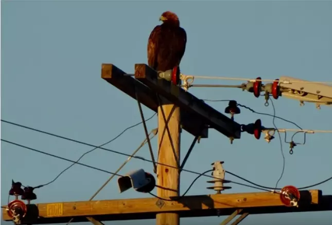 Почему птиц не бьёт током на высоковольтных проводах?