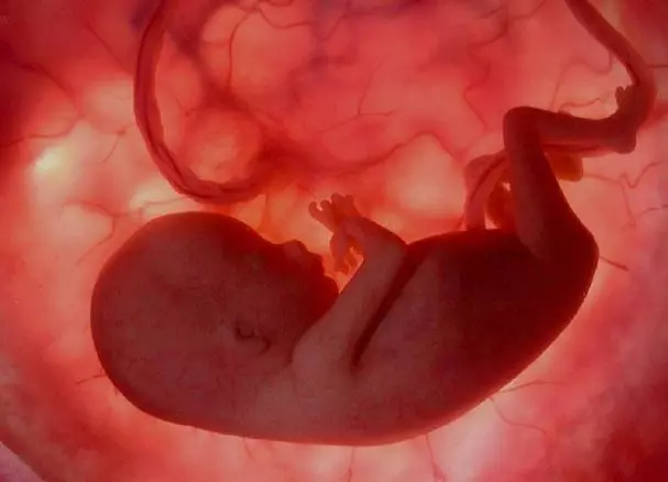 👶 Как выделяются отходы жизнедеятельности у эмбриона внутри матки? 🚽