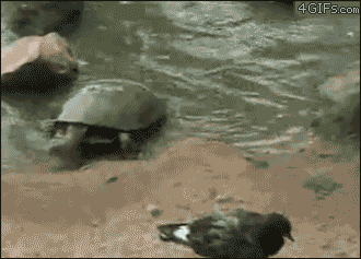 Можно ли вытащить из панциря черепаху?