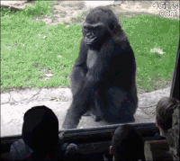 Сколько сможет отжать от груди горная горилла?