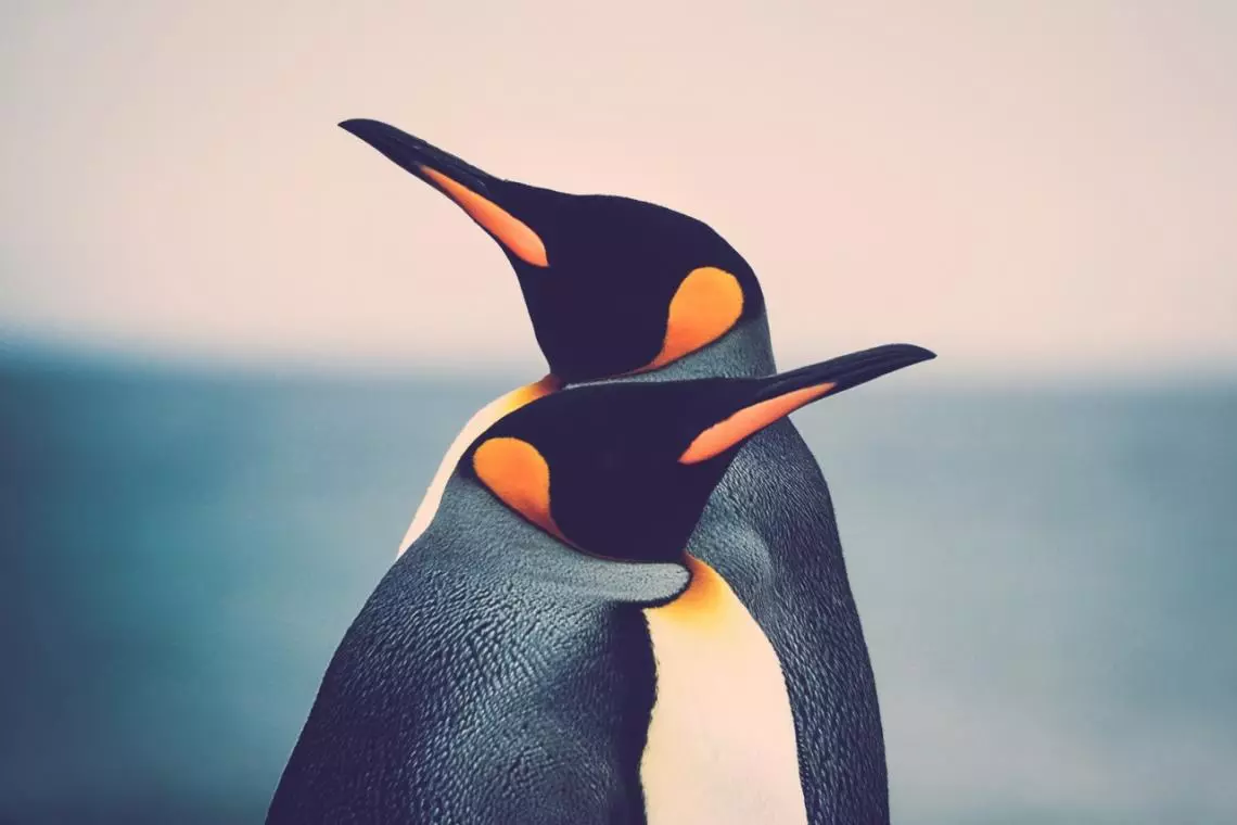 Сколько видов пингвинов существует? Что они едят? У пингвинов есть зубы? Какой самый большой вид? И самый маленький?