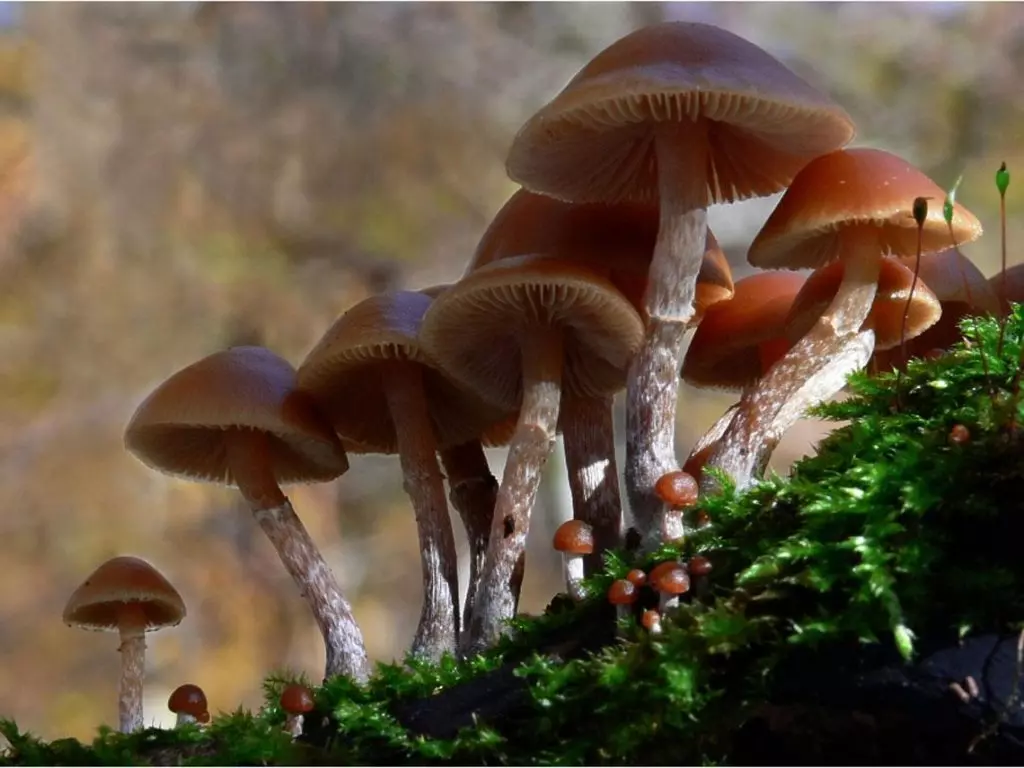 Самые ядовитые грибы в мире