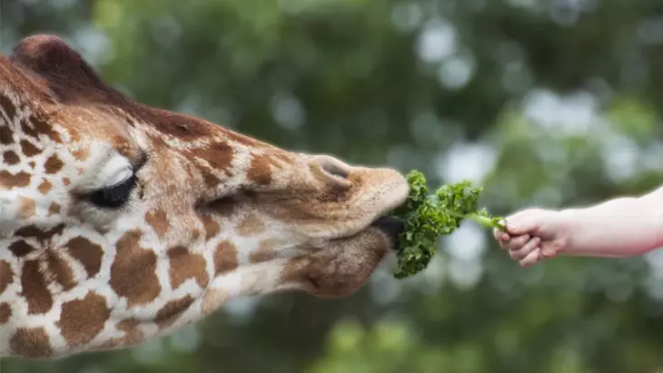 питание жирафа